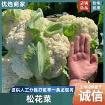 莒县优质松花菜开始大量上市，基地直供品质优现摘现发可对接