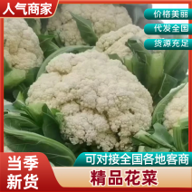 菜花松花菜河北邯郸万亩疏基地，货源齐全大量有货