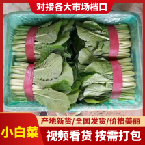 小白菜，河北精品白菜颜色发绿规格齐全产地直销诚信