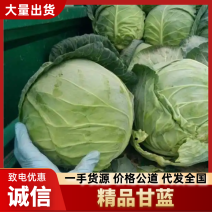精品甘蓝河北甘蓝口感好产地直供量大从优价格优惠