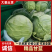 精品甘蓝河北甘蓝口感好产地直供量大从优价格优惠