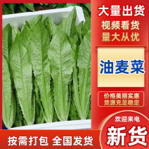 精品油麦菜河北油麦菜产地直发品质保障对接全国