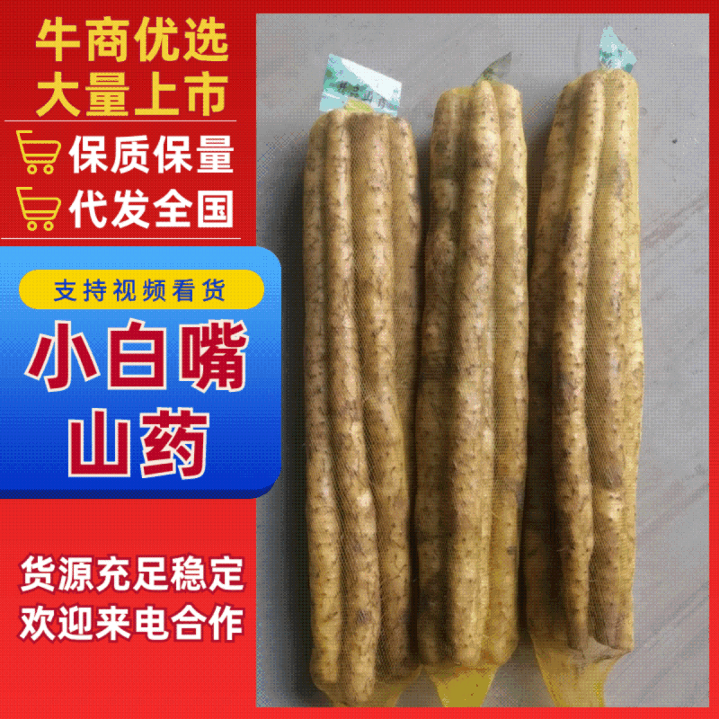 河北山药基地小白嘴白山药供全国批发市场商超酒店
