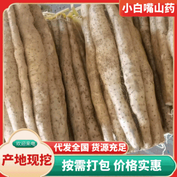 推荐河北小白嘴白山药山药网兜货产地直供对接各大市场