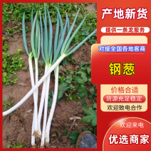 陕西精品钢葱大葱一手货源产地直发现挖现发量大价优