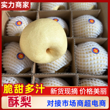 陕西精品酥梨大量上市，皮薄多汁，口感脆甜，产地直发！