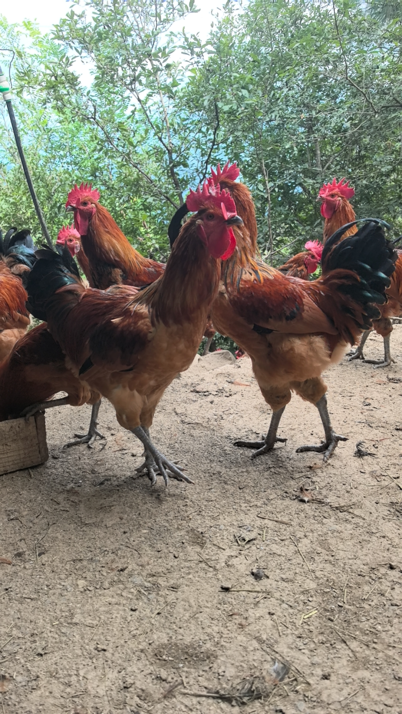 万源富硒土鸡散养鸡供货量大有需要进店选货