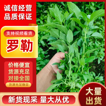 精品潮汕罗勒叶，金不换，香料，产地直发品质部保证！