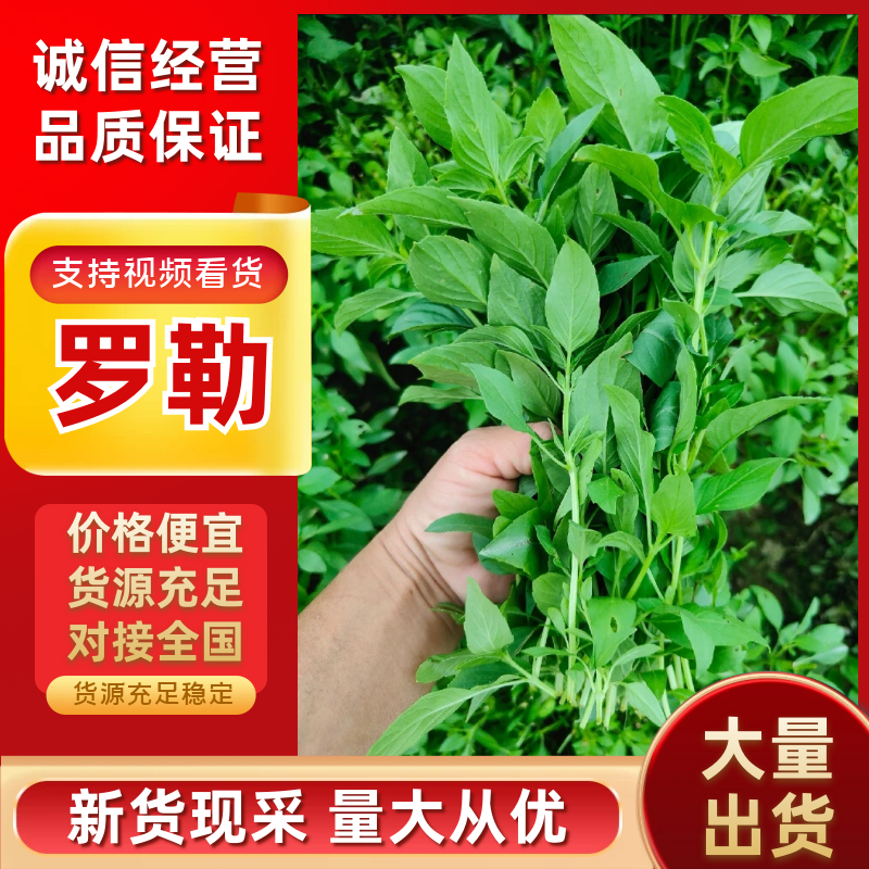 精品潮汕罗勒叶，金不换，香料，产地直发品质部保证！