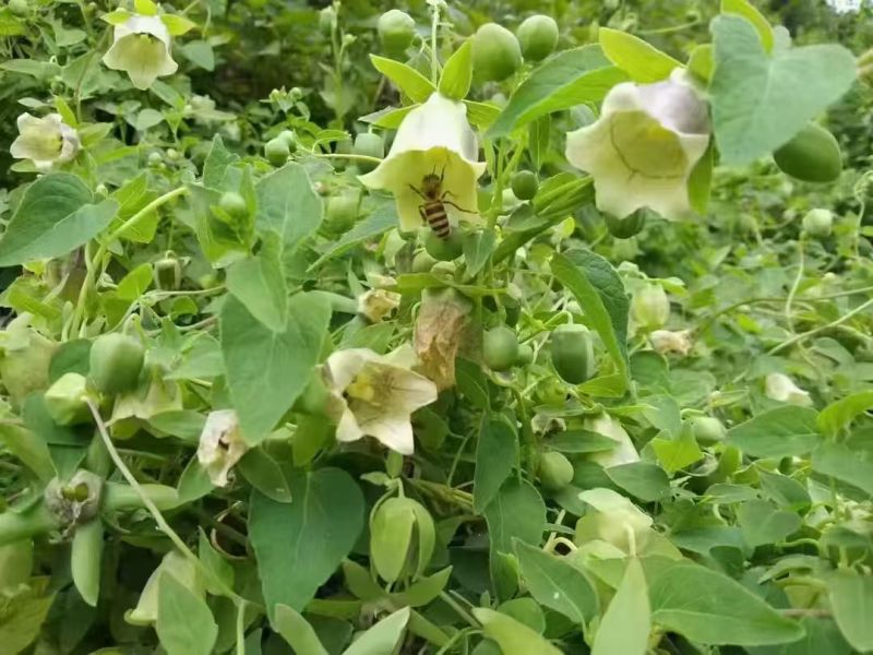 【土蜂蜜】纹党蜂蜜保障品质假一赔十量大从优欢迎咨询