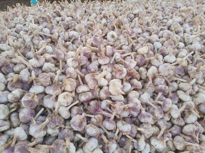 山东大蒜种子新鲜上市价格美丽质量好走货快欢迎询价热卖中