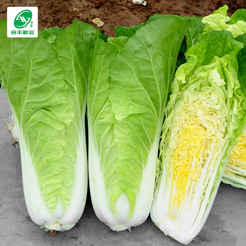 四季奶油快菜种子速生优选当季新种