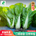 四季奶油快菜种子速生优选当季新种
