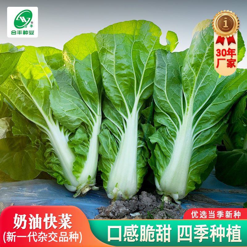 四季奶油快菜种子速生优选当季新种