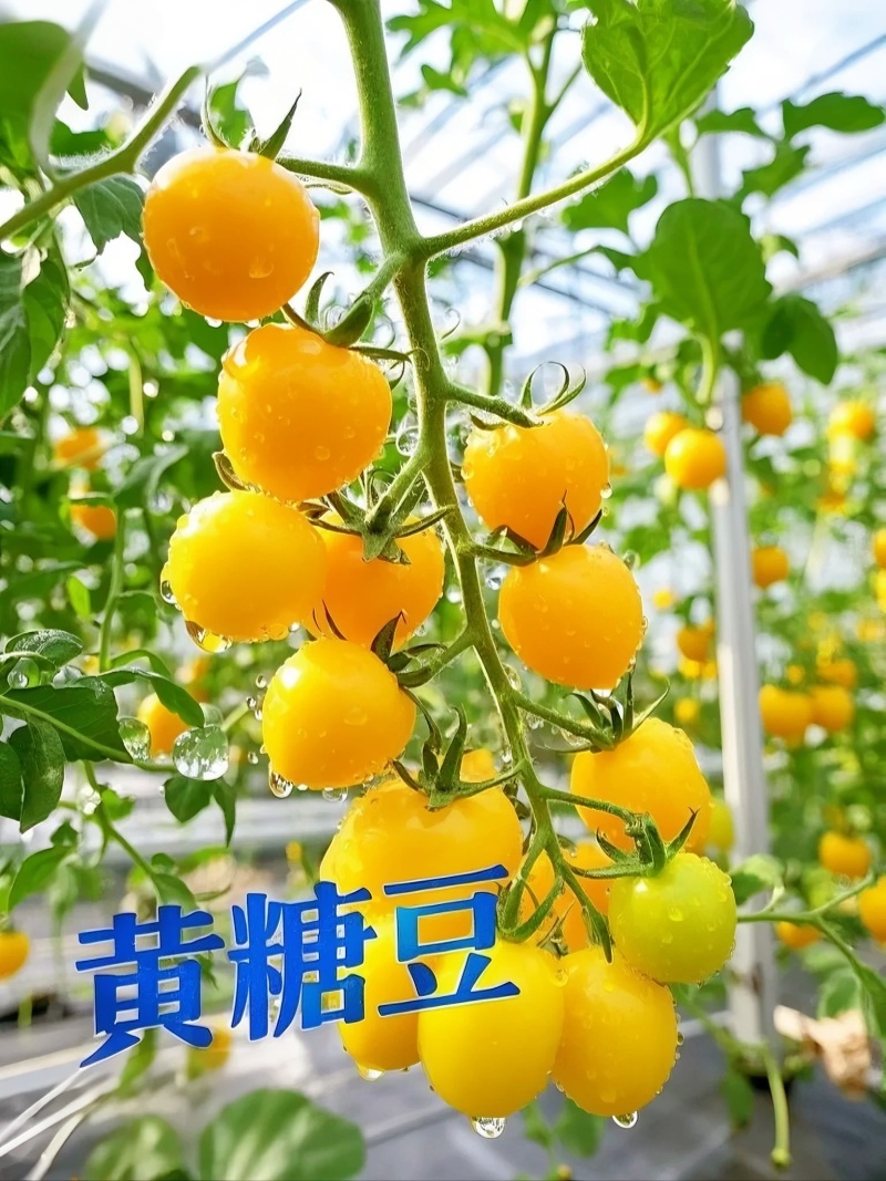 山东黄金小番茄源头批发，优选一级果，当季新果