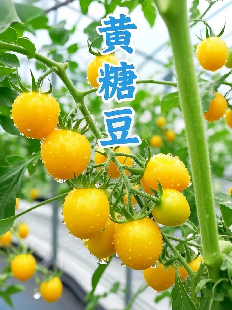 山东黄金小番茄源头批发，优选一级果，当季新果