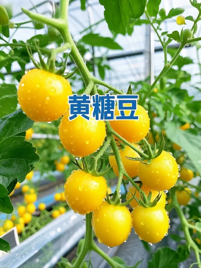 山东黄金小番茄源头批发，优选一级果，当季新果