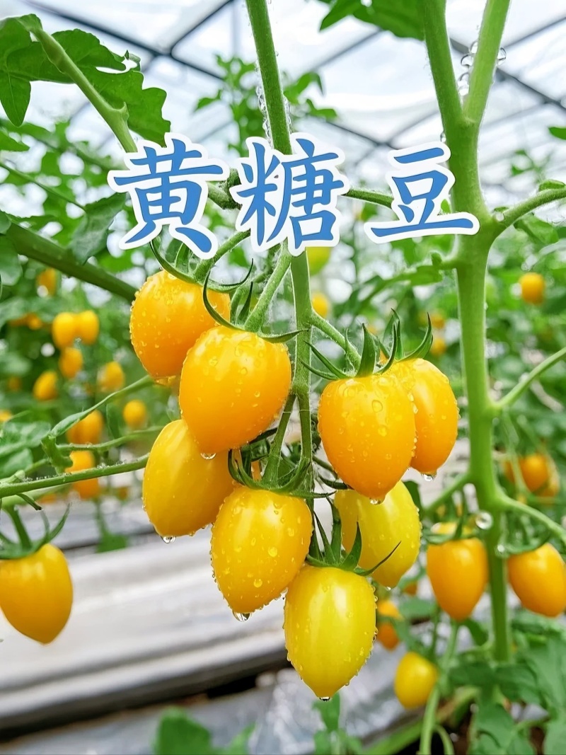 山东黄金小番茄源头批发，优选一级果，当季新果