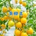 山东黄金小番茄源头批发，优选一级果，当季新果