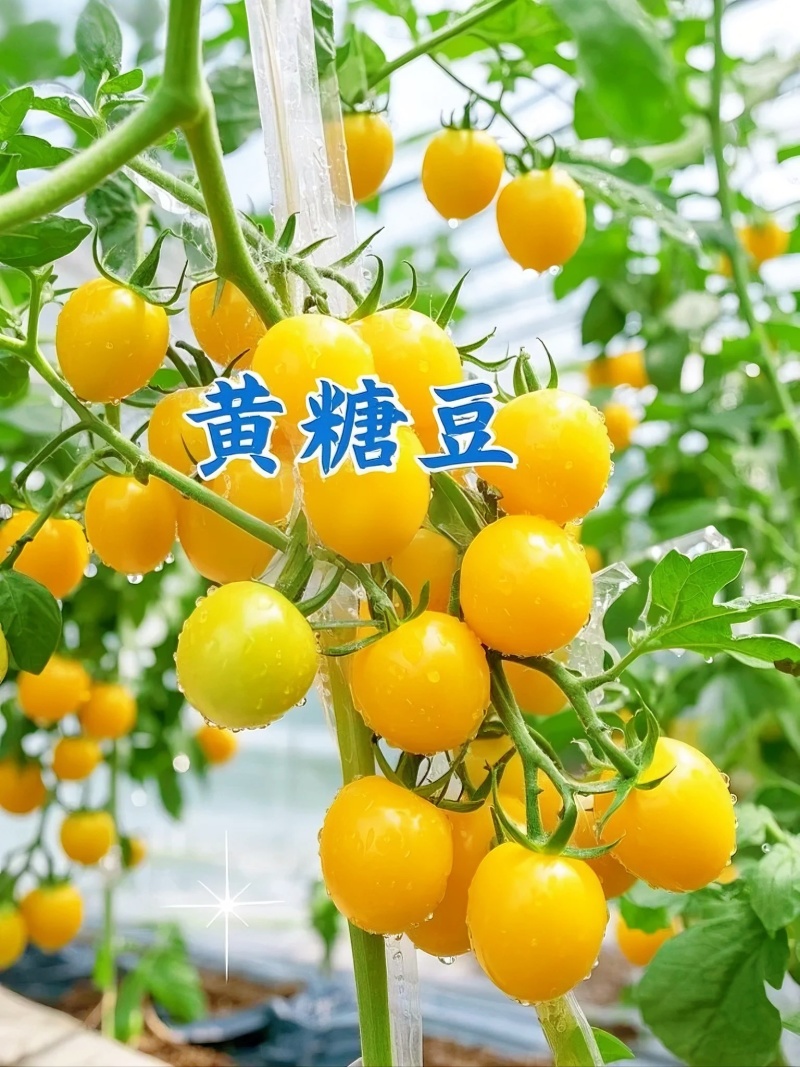 山东黄金小番茄源头批发，优选一级果，当季新果