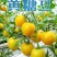 山东黄金小番茄源头批发，优选一级果，当季新果