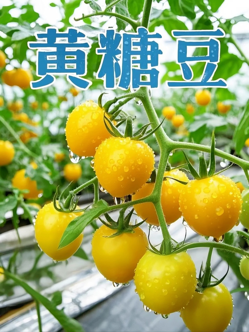 山东黄金小番茄源头批发，优选一级果，当季新果