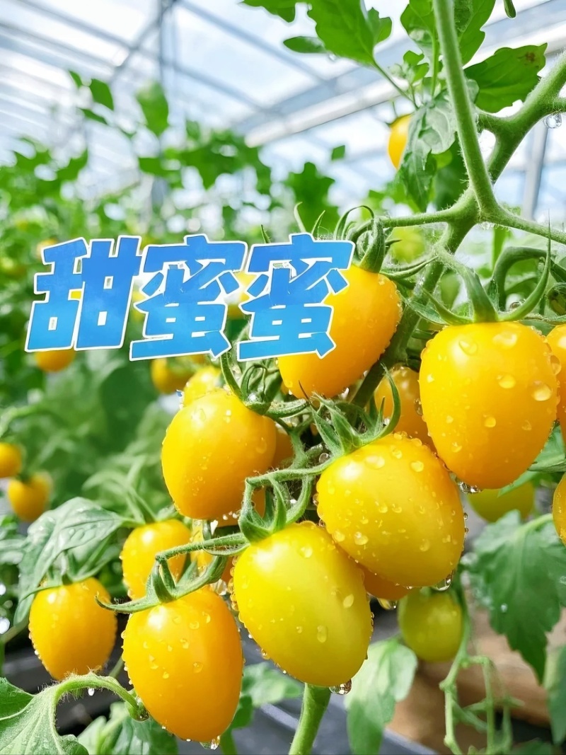 山东黄金小番茄源头批发，优选一级果，当季新果
