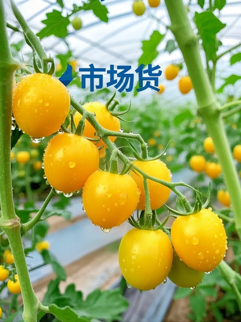 山东黄金小番茄源头批发，优选一级果，当季新果