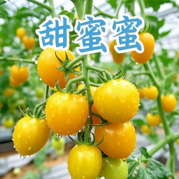 山东黄金小番茄源头批发，优选一级果，当季新果