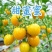 山东黄金小番茄源头批发，优选一级果，当季新果