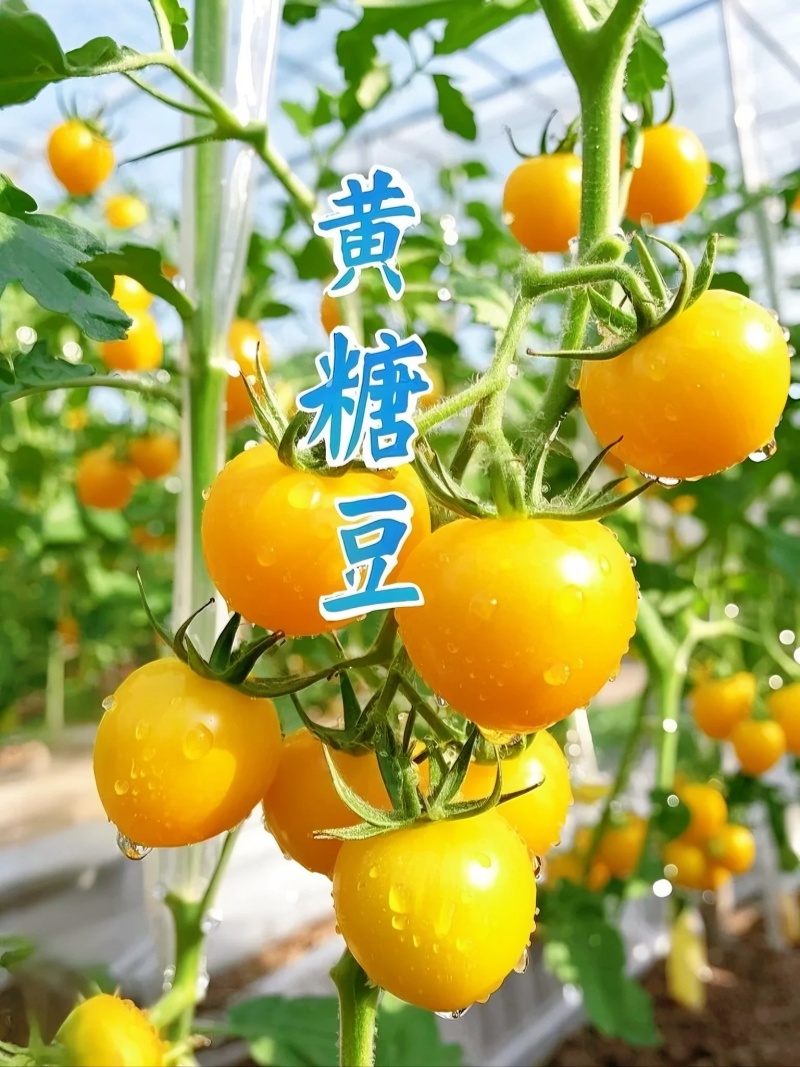 山东黄金小番茄源头批发，优选一级果，当季新果