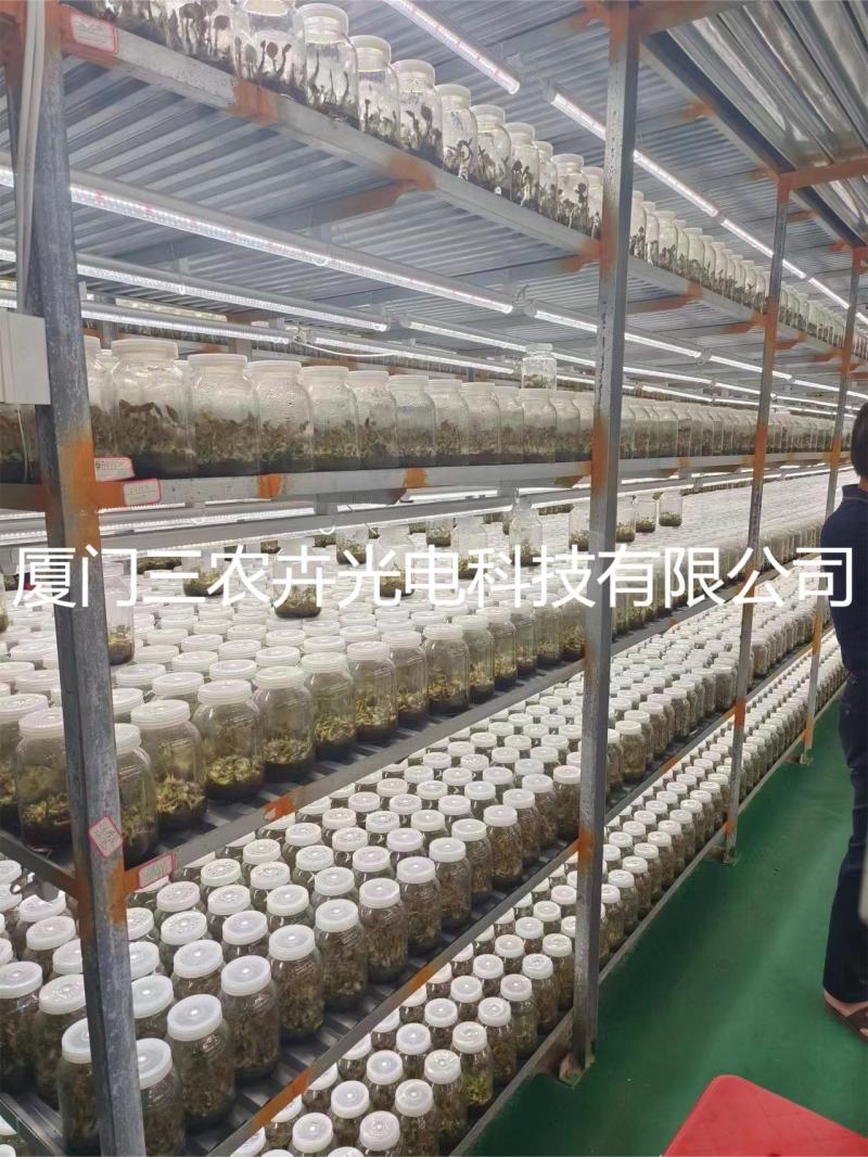 90cm-金线莲组培灯