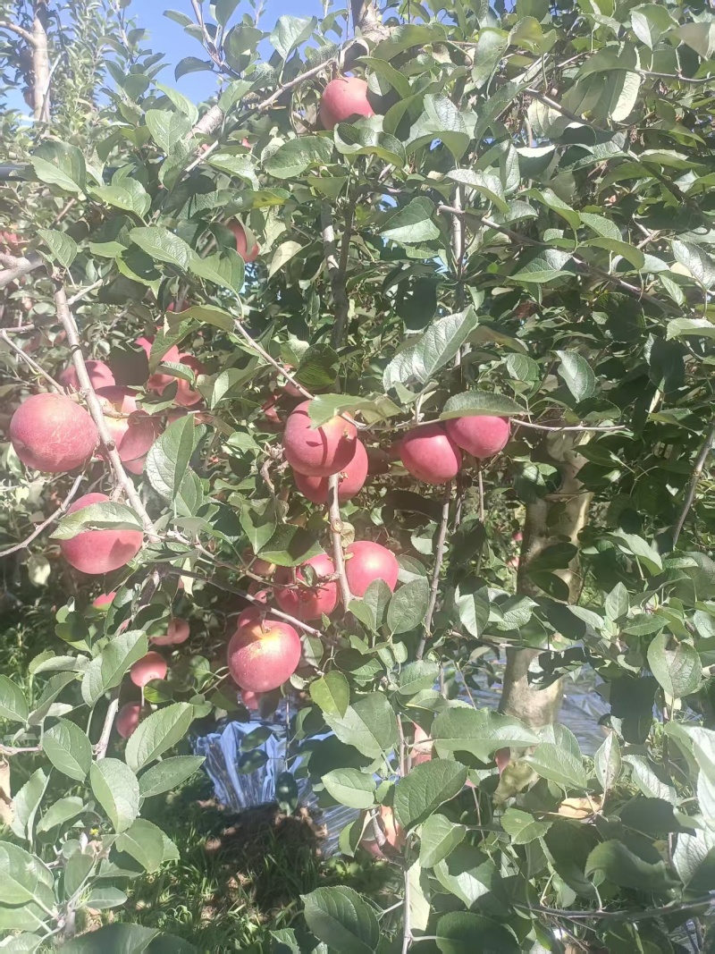 云南红富士苹果清甜可口价格美丽质量好对接全国量大从优