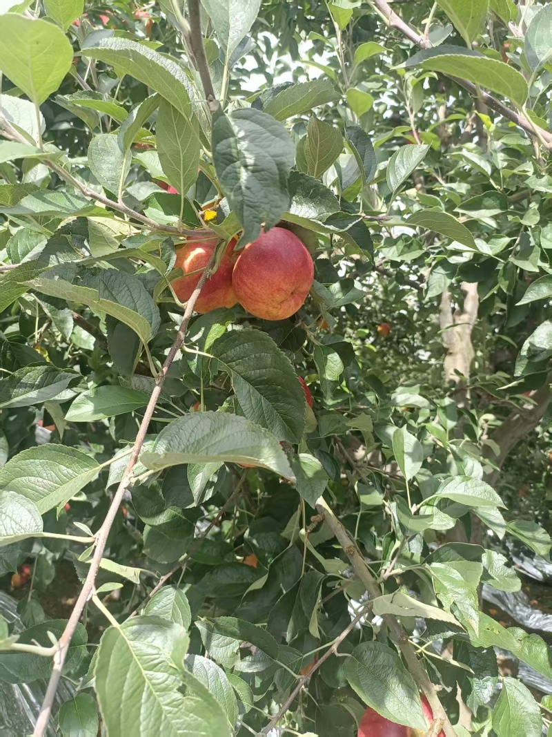 云南红富士苹果清甜可口价格美丽质量好对接全国量大从优热卖