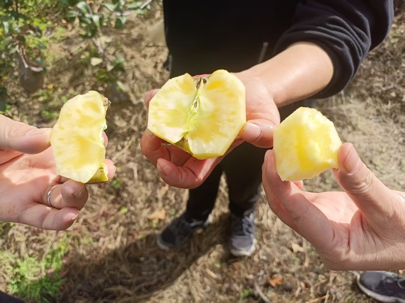云南红富士苹果清甜可口价格美丽质量好对接全国量大从优热卖