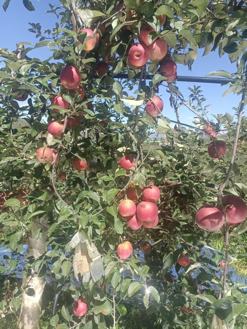 云南红富士苹果新鲜上市价格美丽质量好走货快欢迎询价采购