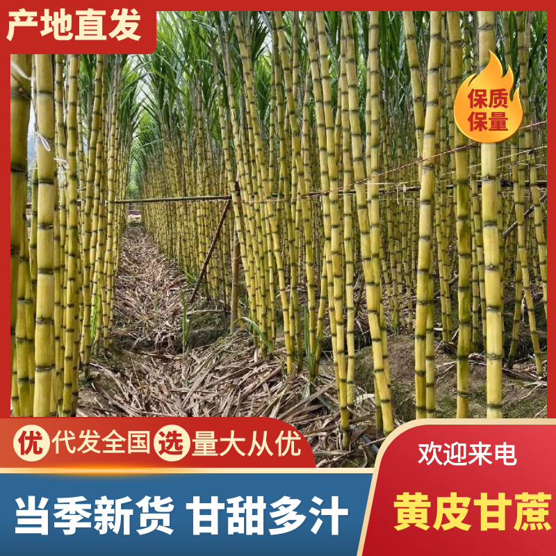 （黄皮甘蔗）云南甘蔗，现砍现发，规格齐全，对接市场批发商
