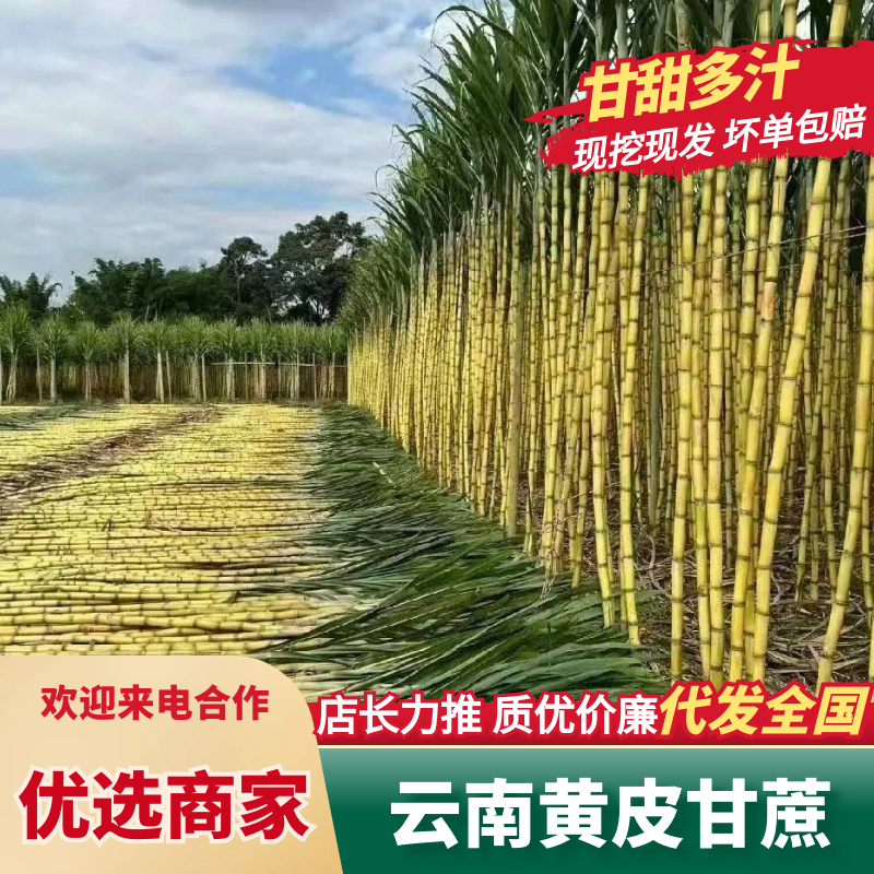 黄皮甘蔗/一手货源/大量现货供应/脆甜多汁/可视频看货
