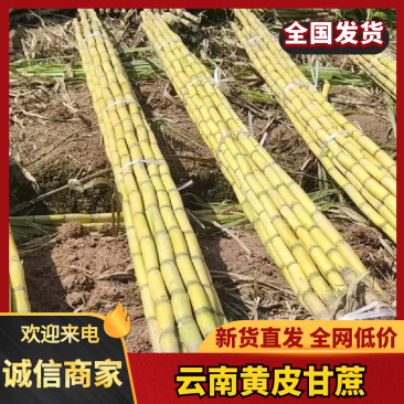 黄皮甘蔗（云南甘蔗）产地一手货源，规格齐全，可视频看货