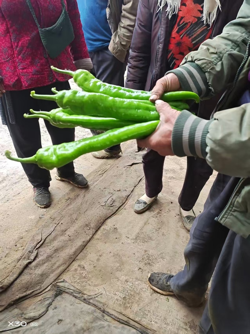 [海量货源]青州尖椒薄皮椒一手货源对接市场批发量大从优