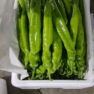 [海量货源]青州尖椒薄皮椒一手货源对接市场批发量大从优