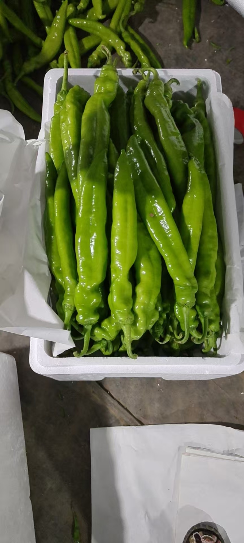 [海量货源]青州尖椒薄皮椒一手货源对接市场批发量大从优