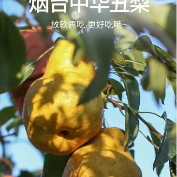 中华丑梨丑梨山东发货协助找货装车发货全国欢迎买货