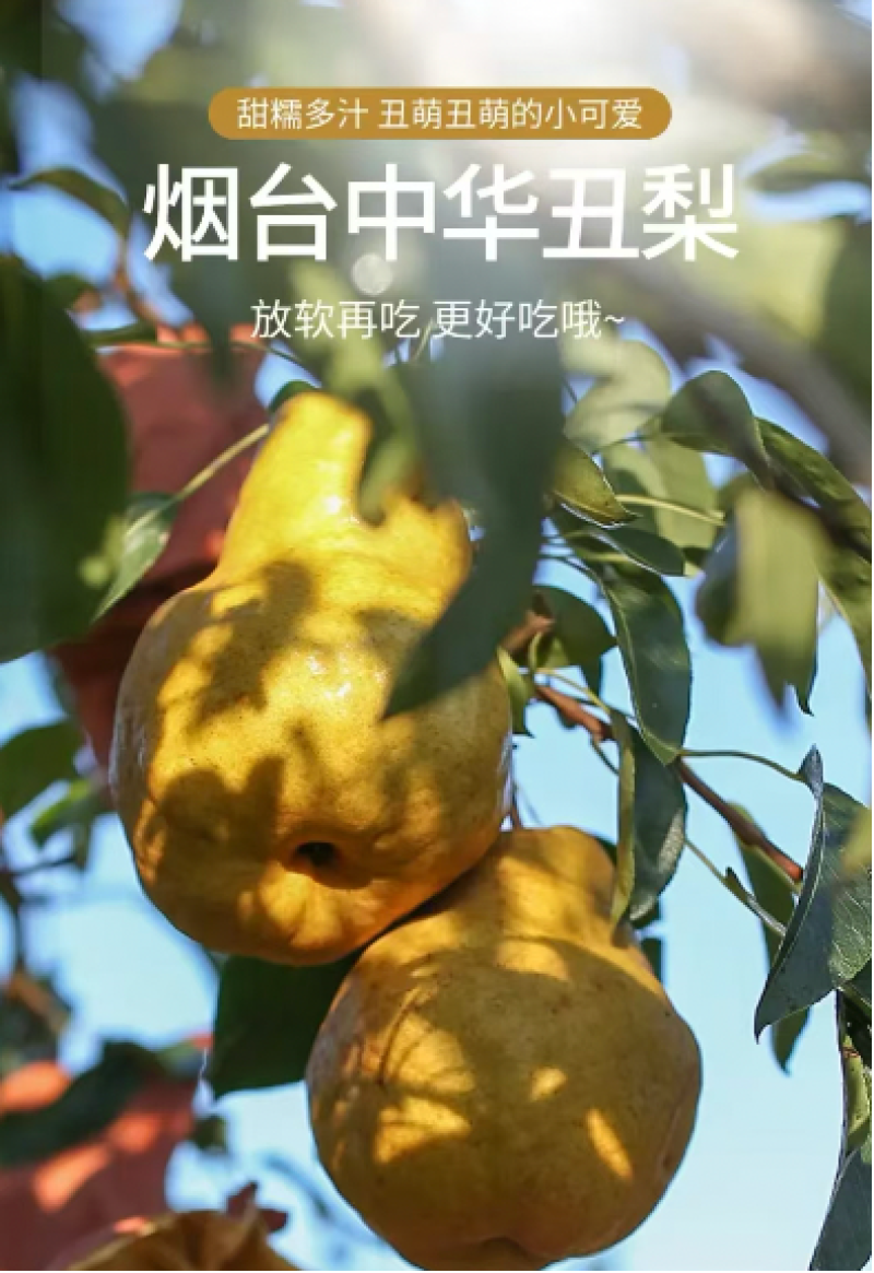 中华丑梨丑梨山东发货协助找货装车发货全国欢迎买货