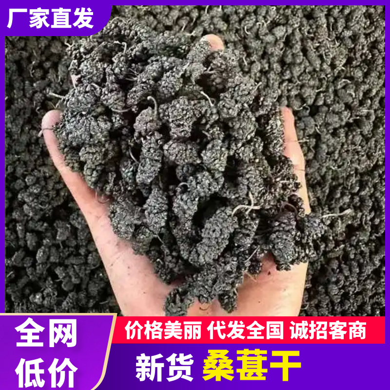 【精选】精品桑葚干大量供应产地直发一手货源干净