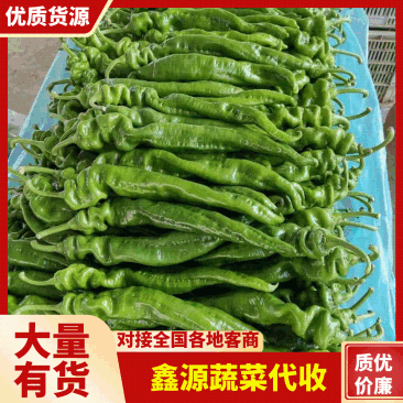 山东省临沂兰陵螺丝椒大量有货了，色泽鲜艳。个头均匀，