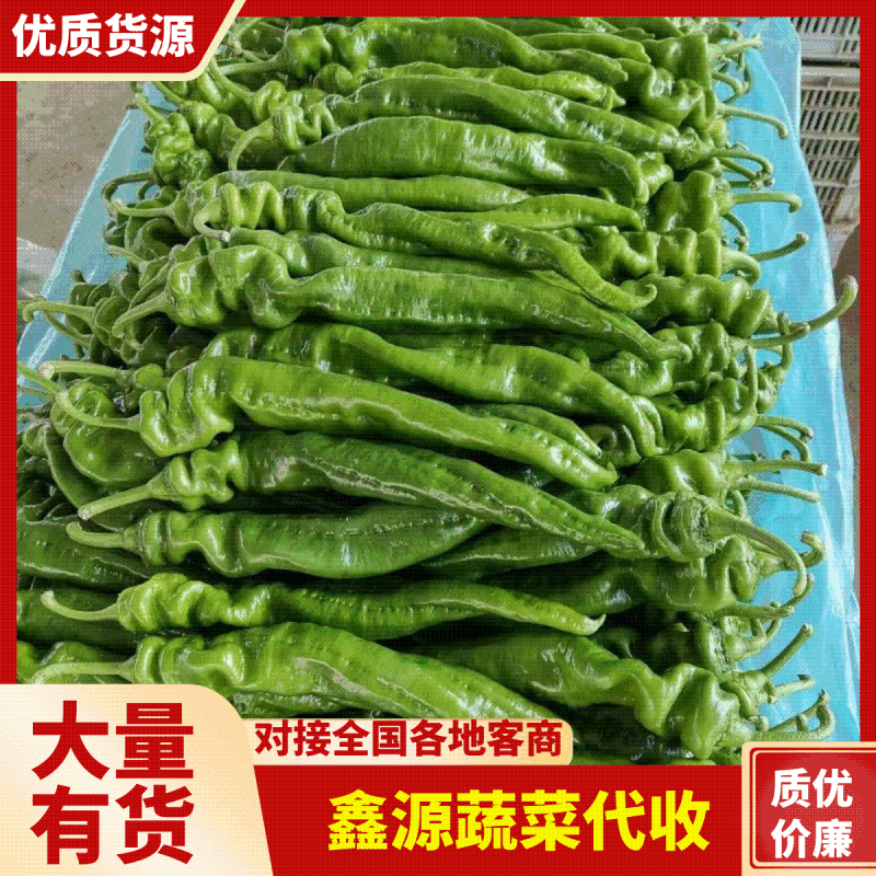山东省临沂兰陵螺丝椒大量有货了，色泽鲜艳。个头均匀，