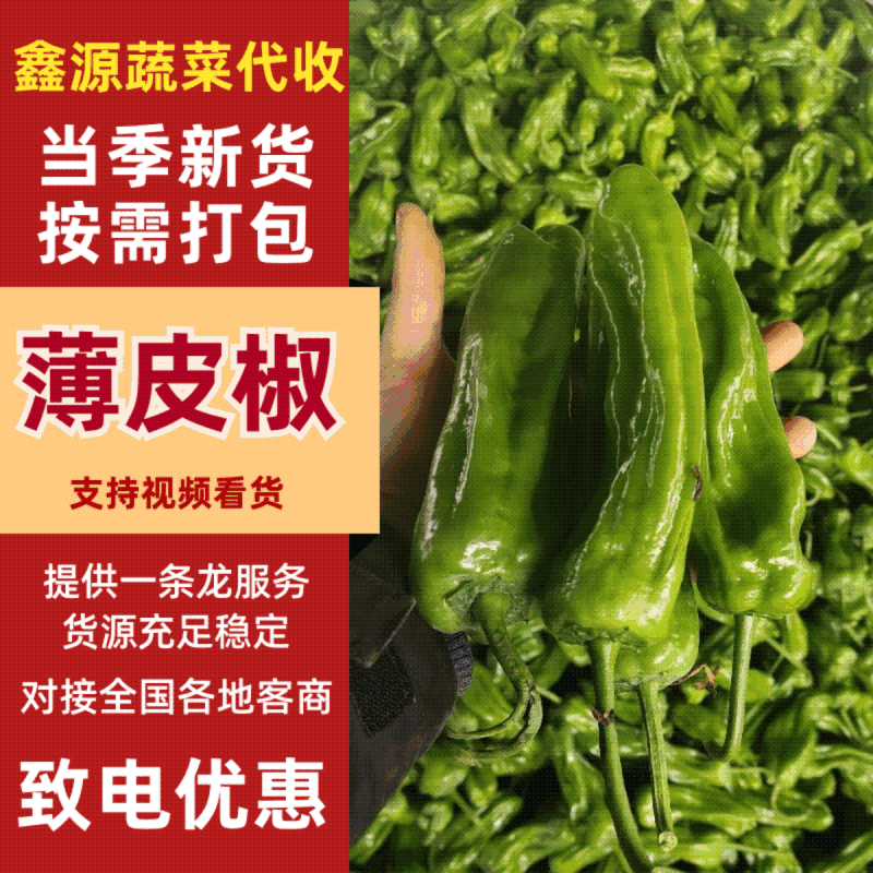 山东精品薄皮椒芜湖椒，产地现货，新鲜色泽鲜艳，供货全国市场
