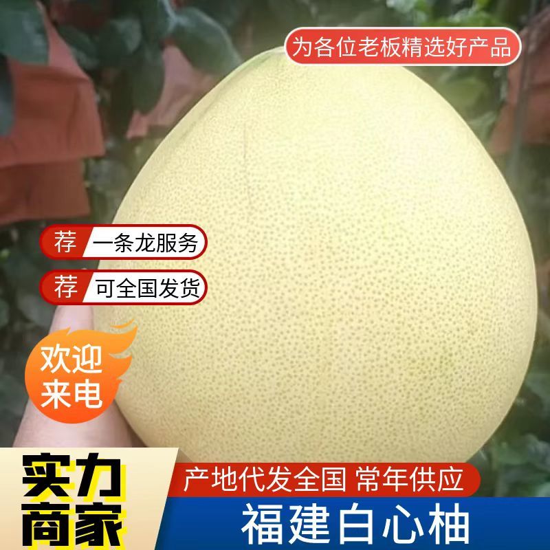 好货推荐福建白心柚产地一手货源现摘现发全国发货