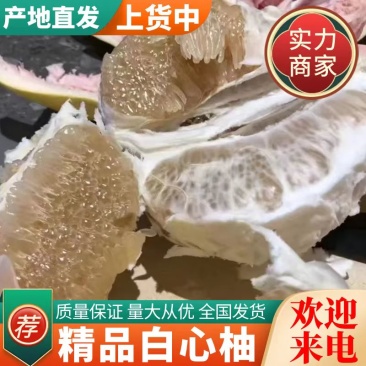 福建白柚精品白心柚对接电商市场商超一手货源